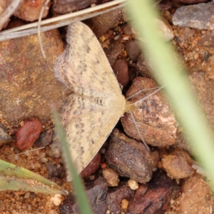 Scopula rubraria at Dryandra St Woodland - 10 Dec 2023 11:43 AM