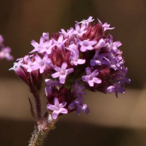 Verbena incompta at Caladenia Forest, O'Connor - 22 Dec 2023