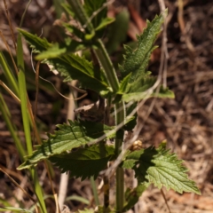 Verbena incompta at Caladenia Forest, O'Connor - 22 Dec 2023 10:52 AM