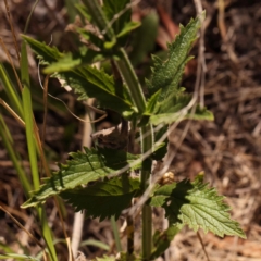 Verbena incompta at Caladenia Forest, O'Connor - 22 Dec 2023