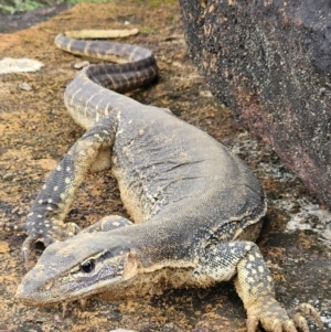 Varanus gouldii at Evans Head, NSW - 26 Dec 2023