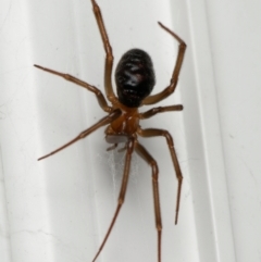 Unverified Spider (Araneae) at Downer, ACT - 25 Dec 2023 by RobertD