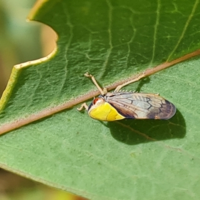 Brunotartessus fulvus (Yellow-headed Leafhopper) at Mount Mugga Mugga - 24 Dec 2023 by Mike