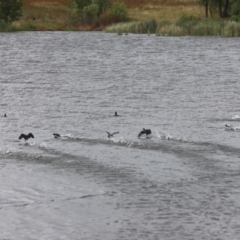 Fulica atra (Eurasian Coot) at Yarralumla, ACT - 25 Dec 2023 by JimL