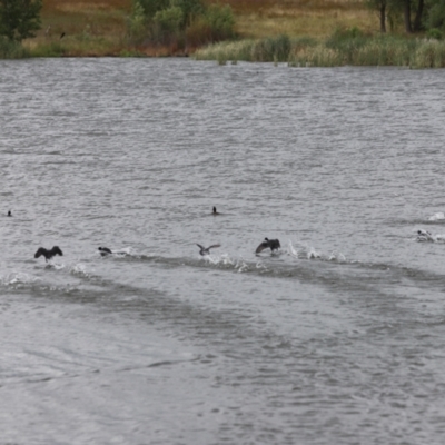 Fulica atra (Eurasian Coot) at Lake Burley Griffin West - 25 Dec 2023 by JimL