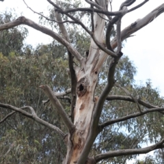 Callocephalon fimbriatum at Lake Burley Griffin West - 26 Dec 2023