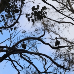 Chenonetta jubata at Lake Burley Griffin West - 26 Dec 2023