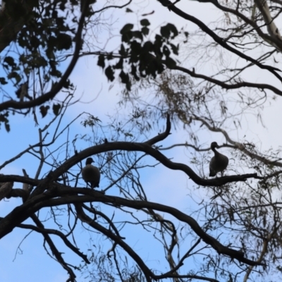 Chenonetta jubata (Australian Wood Duck) at Yarralumla, ACT - 25 Dec 2023 by JimL