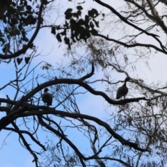 Chenonetta jubata at Lake Burley Griffin West - 26 Dec 2023