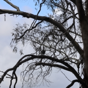 Chenonetta jubata at Lake Burley Griffin West - 26 Dec 2023
