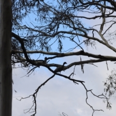 Chenonetta jubata at Lake Burley Griffin West - 26 Dec 2023