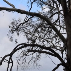 Chenonetta jubata at Lake Burley Griffin West - 26 Dec 2023