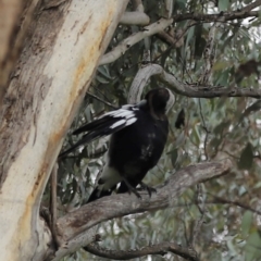 Gymnorhina tibicen (Australian Magpie) at Lake Burley Griffin West - 25 Dec 2023 by JimL