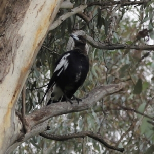 Gymnorhina tibicen at Yarralumla, ACT - 26 Dec 2023