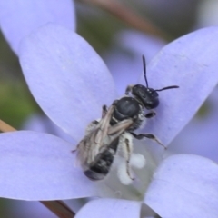 Lasioglossum (Chilalictus) sp. (genus & subgenus) (Halictid bee) at Lyons, ACT - 26 Dec 2023 by ran452