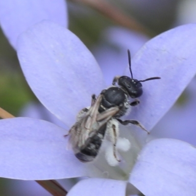 Lasioglossum (Chilalictus) sp. (genus & subgenus) (Halictid bee) at Lyons, ACT - 25 Dec 2023 by ran452