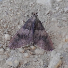 Endotricha ignealis (A Pyralid moth (Endotrichinae)) at Mongarlowe River - 25 Oct 2023 by arjay