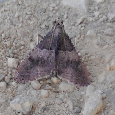 Endotricha ignealis (A Pyralid moth (Endotrichinae)) at Charleys Forest, NSW - 25 Oct 2023 by arjay