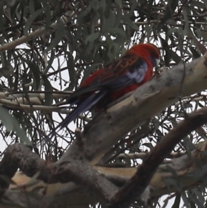 Platycercus elegans at Lyons, ACT - 26 Dec 2023