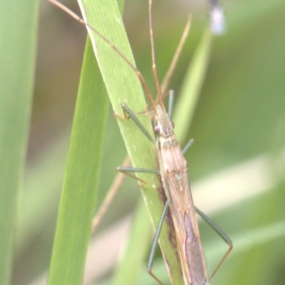 Mutusca brevicornis (A broad-headed bug) at Lyons, ACT - 26 Dec 2023 by ran452