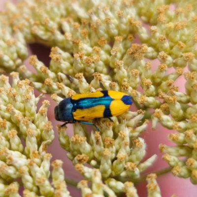 Castiarina skusei (A Jewel Beetle) at Cuumbeun Nature Reserve - 26 Dec 2023 by Csteele4