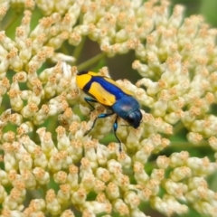 Castiarina skusei at Cuumbeun Nature Reserve - 26 Dec 2023