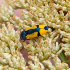 Castiarina skusei at Cuumbeun Nature Reserve - 26 Dec 2023 02:03 PM