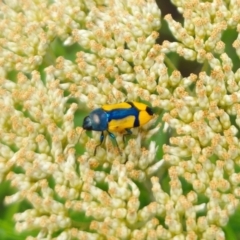 Castiarina skusei at Cuumbeun Nature Reserve - 26 Dec 2023