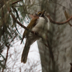 Entomyzon cyanotis (Blue-faced Honeyeater) at Hughes, ACT - 25 Dec 2023 by LisaH