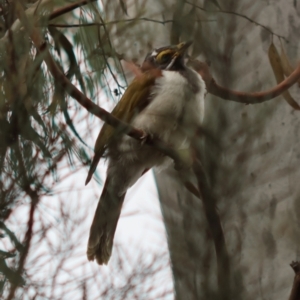 Entomyzon cyanotis at Hughes, ACT - 25 Dec 2023