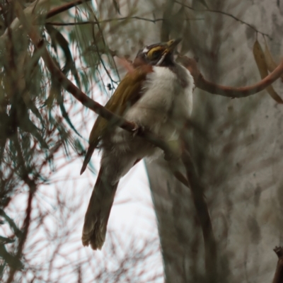 Entomyzon cyanotis (Blue-faced Honeyeater) at Hughes, ACT - 24 Dec 2023 by LisaH