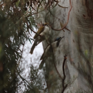 Entomyzon cyanotis at Hughes, ACT - suppressed