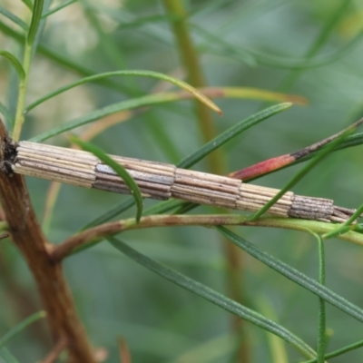 Lepidoscia arctiella (Tower Case Moth) at Hughes, ACT - 26 Dec 2023 by LisaH