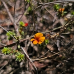 Pultenaea procumbens (Bush Pea) at QPRC LGA - 26 Dec 2023 by Csteele4