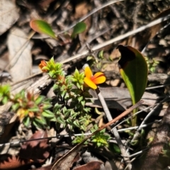 Pultenaea procumbens at QPRC LGA - 26 Dec 2023