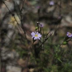 Vittadinia muelleri at QPRC LGA - 26 Dec 2023