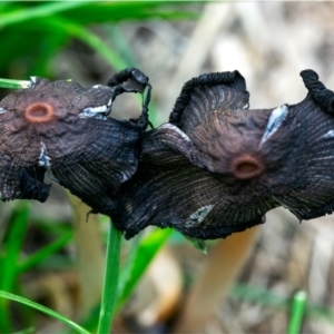 Coprinellus etc. at Holt, ACT - 26 Dec 2023