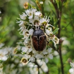 Bisallardiana gymnopleura (Brown flower chafer) at Carwoola, NSW - 26 Dec 2023 by Csteele4