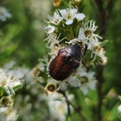 Bisallardiana gymnopleura at QPRC LGA - 26 Dec 2023