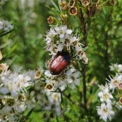 Bisallardiana gymnopleura at QPRC LGA - 26 Dec 2023