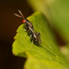 Podagrionini (tribe) (Unidentified mantis parasite wasp) at Harrison, ACT - 24 Dec 2023 by DPRees125