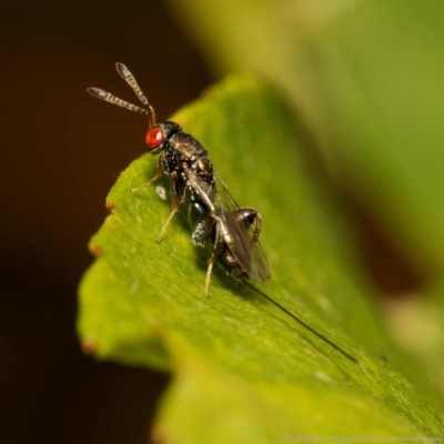 Podagrionini (tribe) (Unidentified mantis parasite wasp) at Harrison, ACT - 24 Dec 2023 by DPRees125