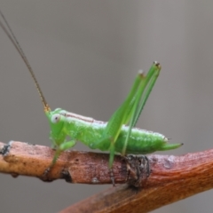 Conocephalomima barameda (False Meadow Katydid, Barameda) at Hughes, ACT - 26 Dec 2023 by LisaH