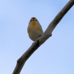 Pardalotus striatus (Striated Pardalote) at Eastern Hill Reserve - 25 Dec 2023 by KylieWaldon