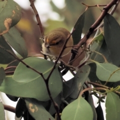 Pardalotus striatus at East Albury, NSW - 26 Dec 2023 06:07 AM
