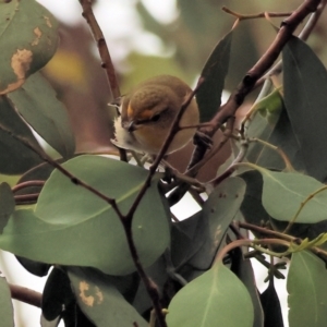 Pardalotus striatus at East Albury, NSW - 26 Dec 2023