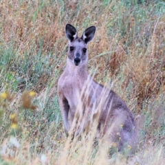 Macropus giganteus (Eastern Grey Kangaroo) at Eastern Hill Reserve - 26 Dec 2023 by KylieWaldon