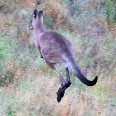 Macropus giganteus at Eastern Hill Reserve - 26 Dec 2023 05:56 AM