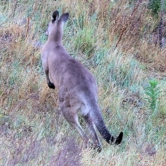 Macropus giganteus at Eastern Hill Reserve - 26 Dec 2023 05:56 AM