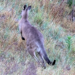 Macropus giganteus at Eastern Hill Reserve - 26 Dec 2023